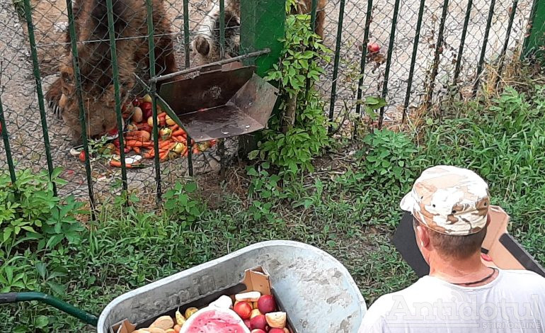 VIDEO La Grădina Zoologică e mai bine ca în stațiune: înghețată și fructe, piscină și dușuri răcoroase