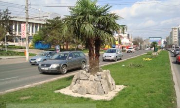 Palmierii fac din nou figuraţie pe str. Brăilei